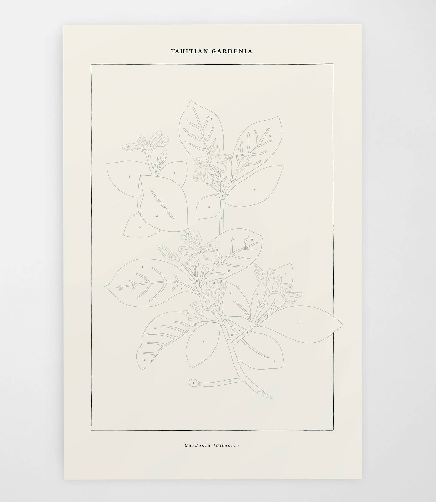 Tahitian Botanical | Modern Paint By Numbers Kit