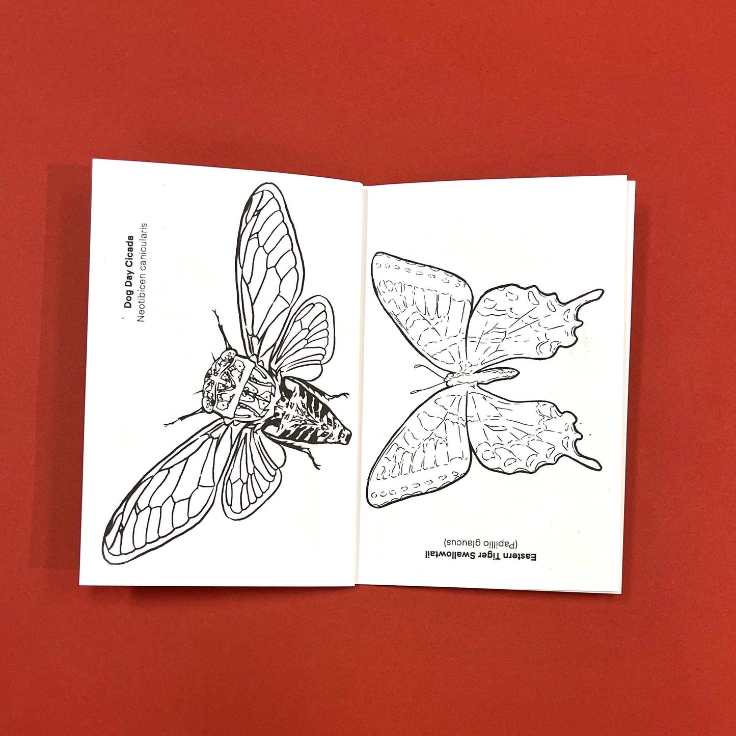 Bugs Coloring Book by Seth Goodkind