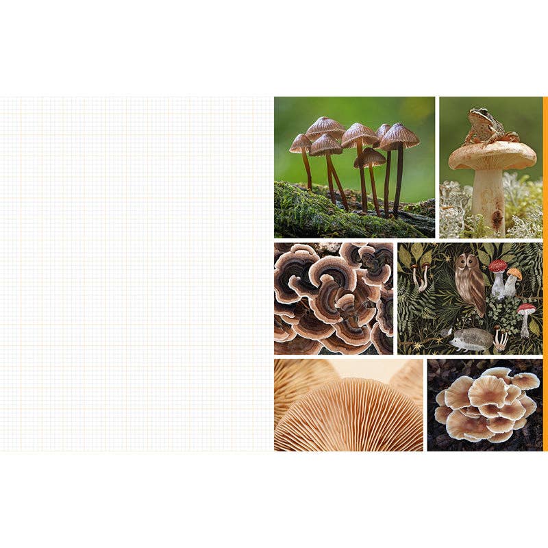Cut and Collage Mushrooms and Fungi