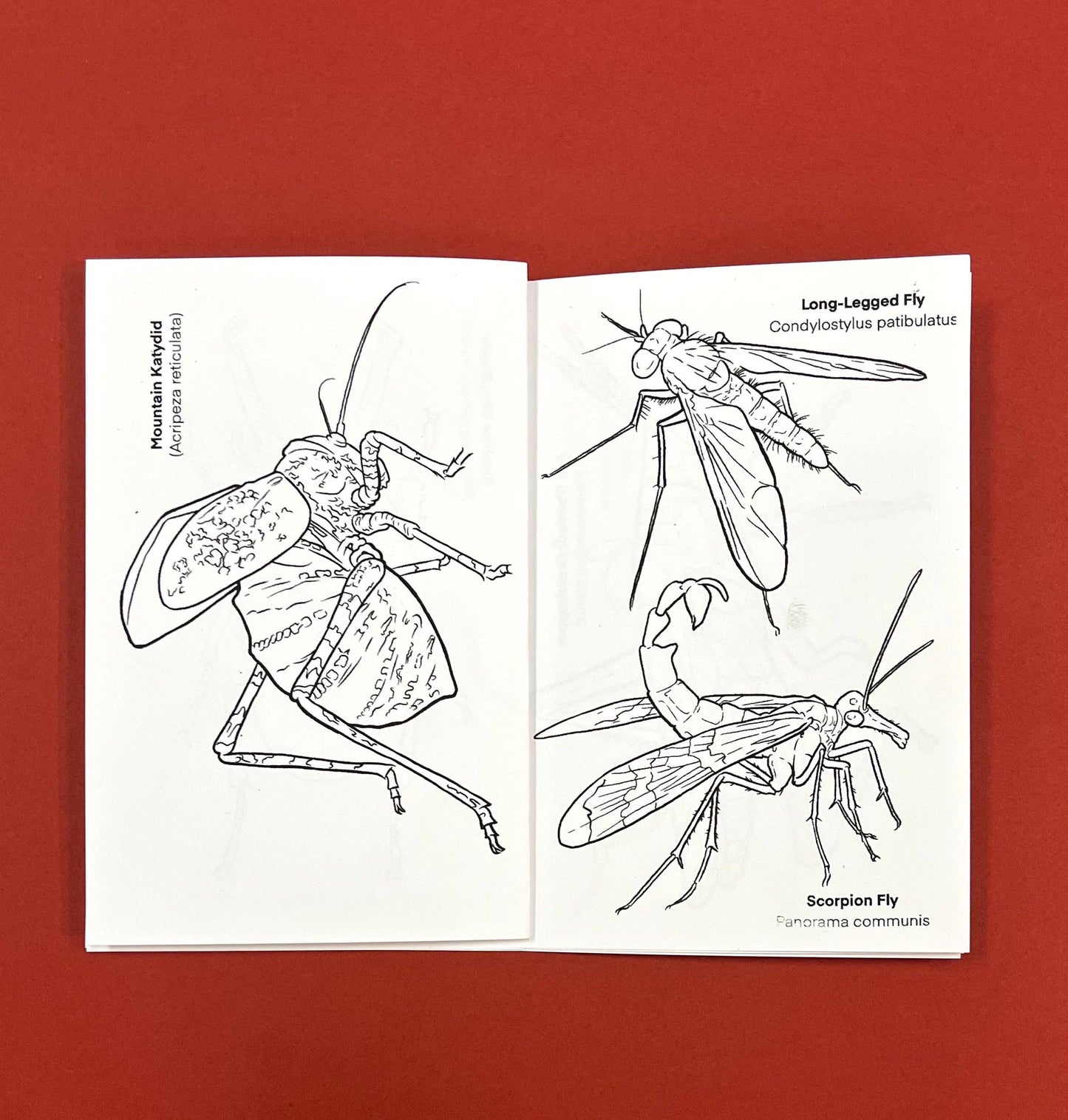 Bugs Coloring Book by Seth Goodkind