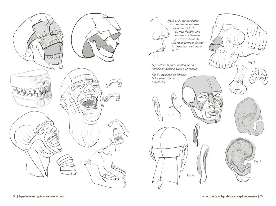Morpho: Face, Head, And Neck