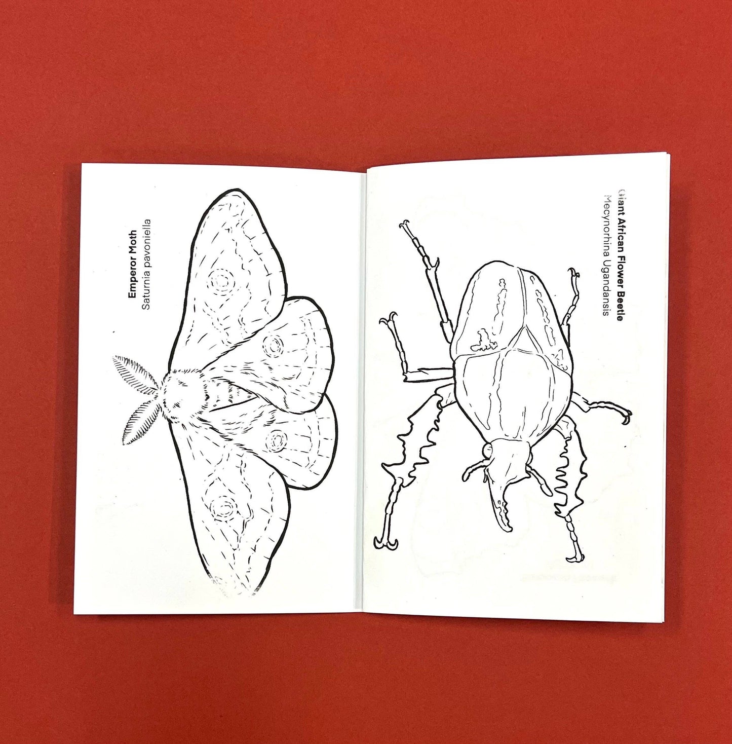Bugs Coloring Book by Seth Goodkind