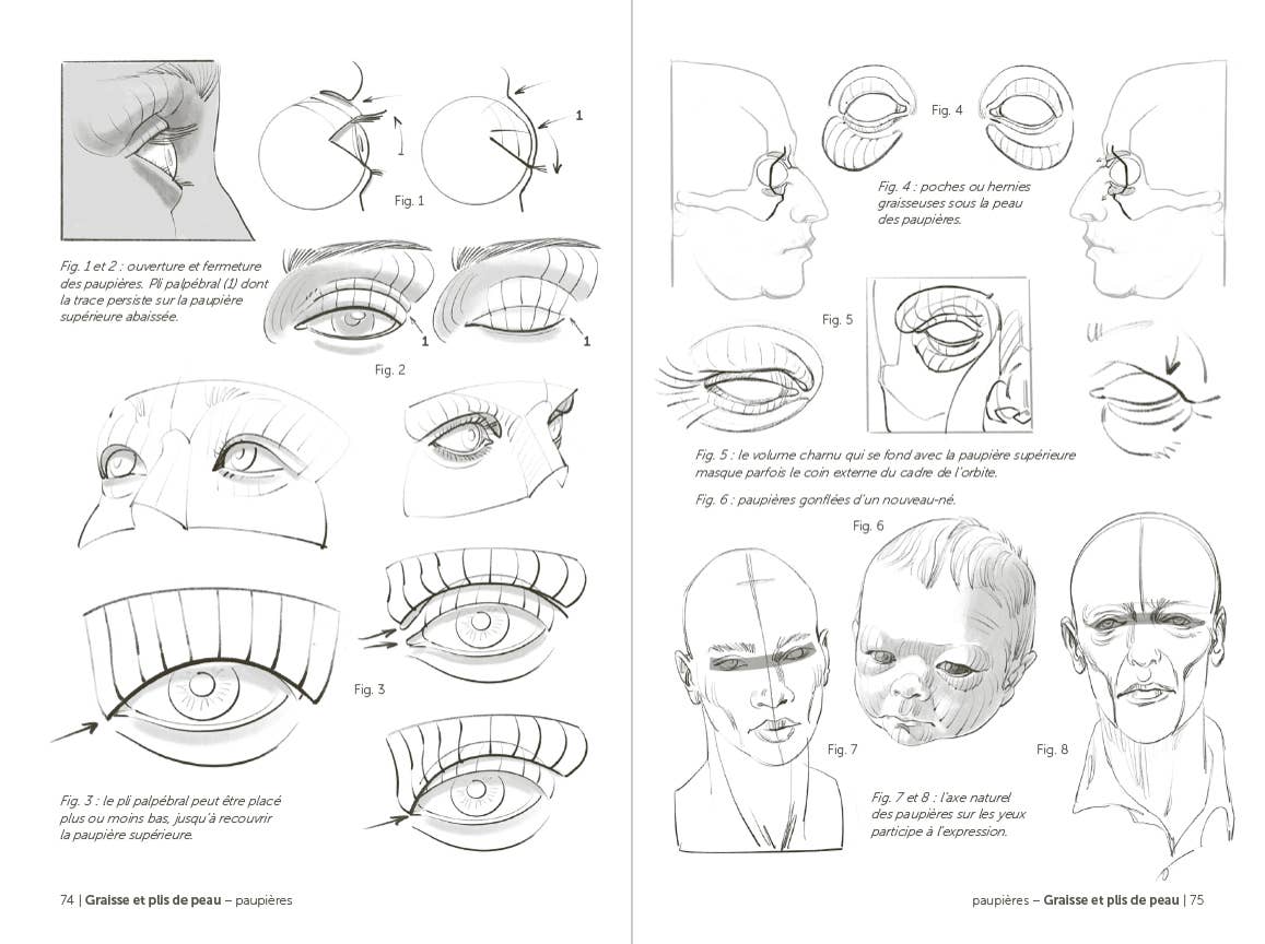 Morpho: Face, Head, And Neck