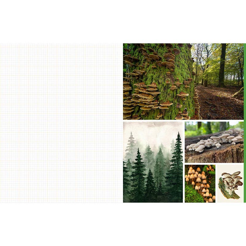 Cut and Collage Mushrooms and Fungi