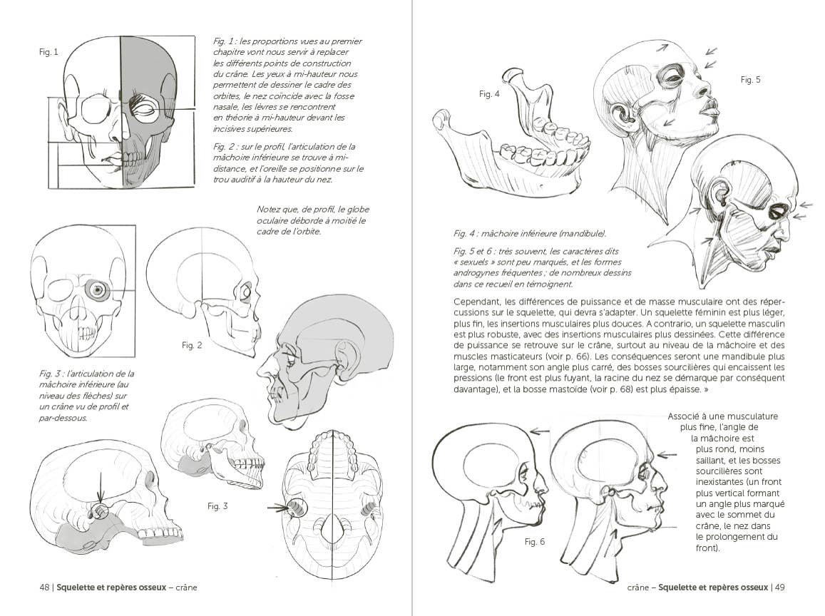 Morpho: Face, Head, And Neck
